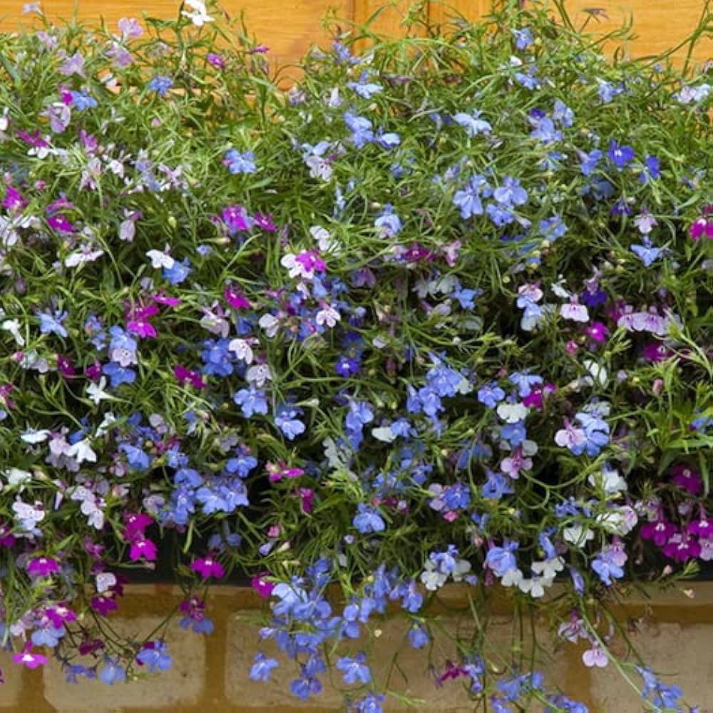 Lobelia Regatta Mix seeds vibrant trailing flowers