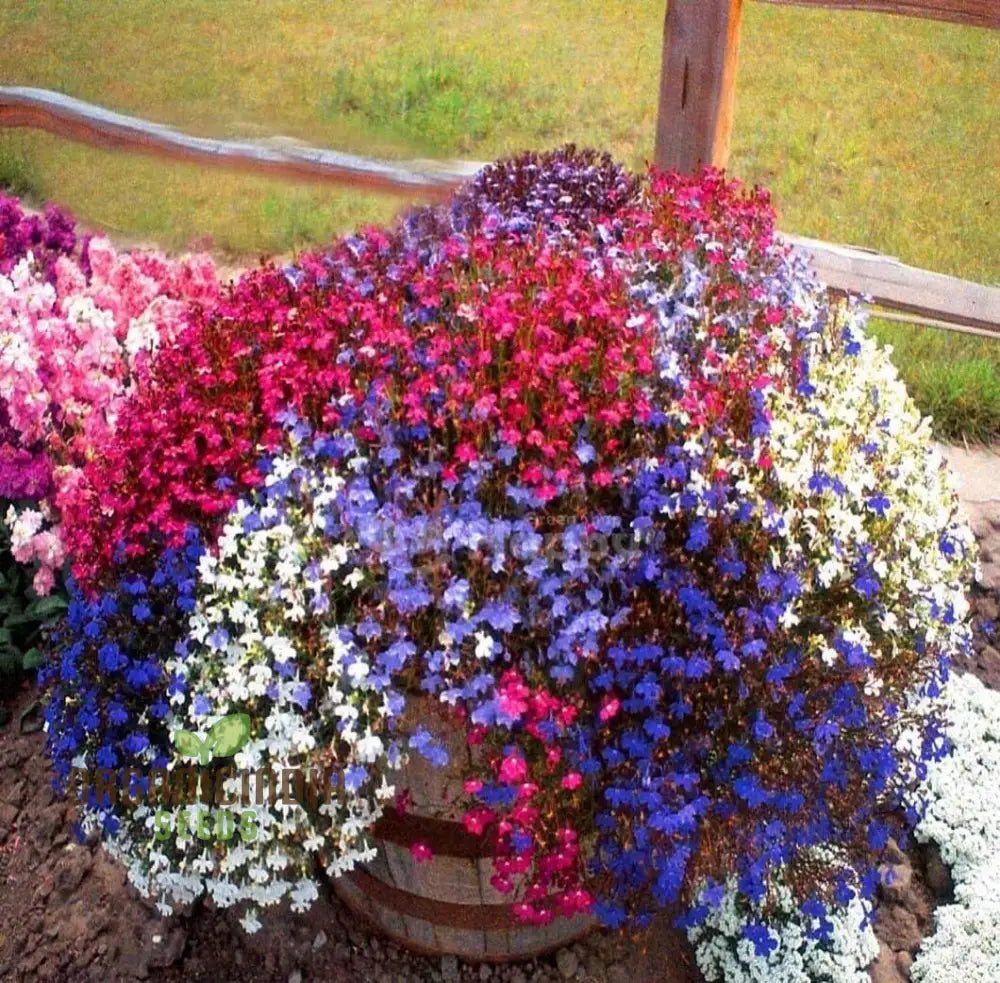 Lobelia hanging basket discount