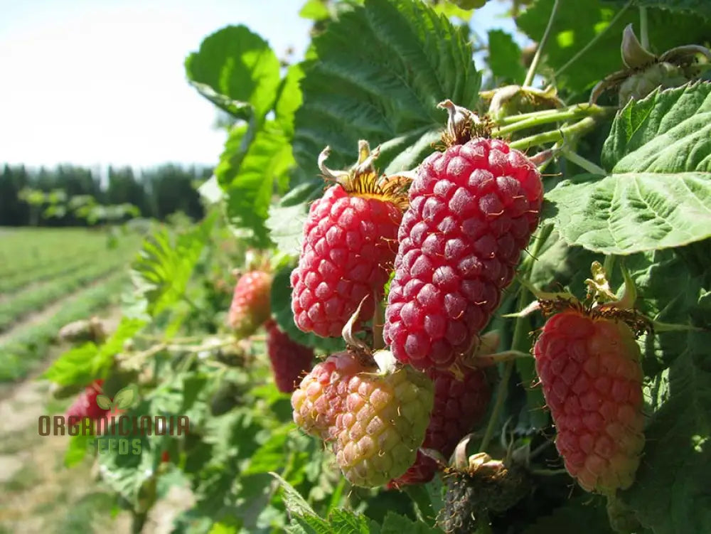Loganberry plant grown from seeds in pots and gardens