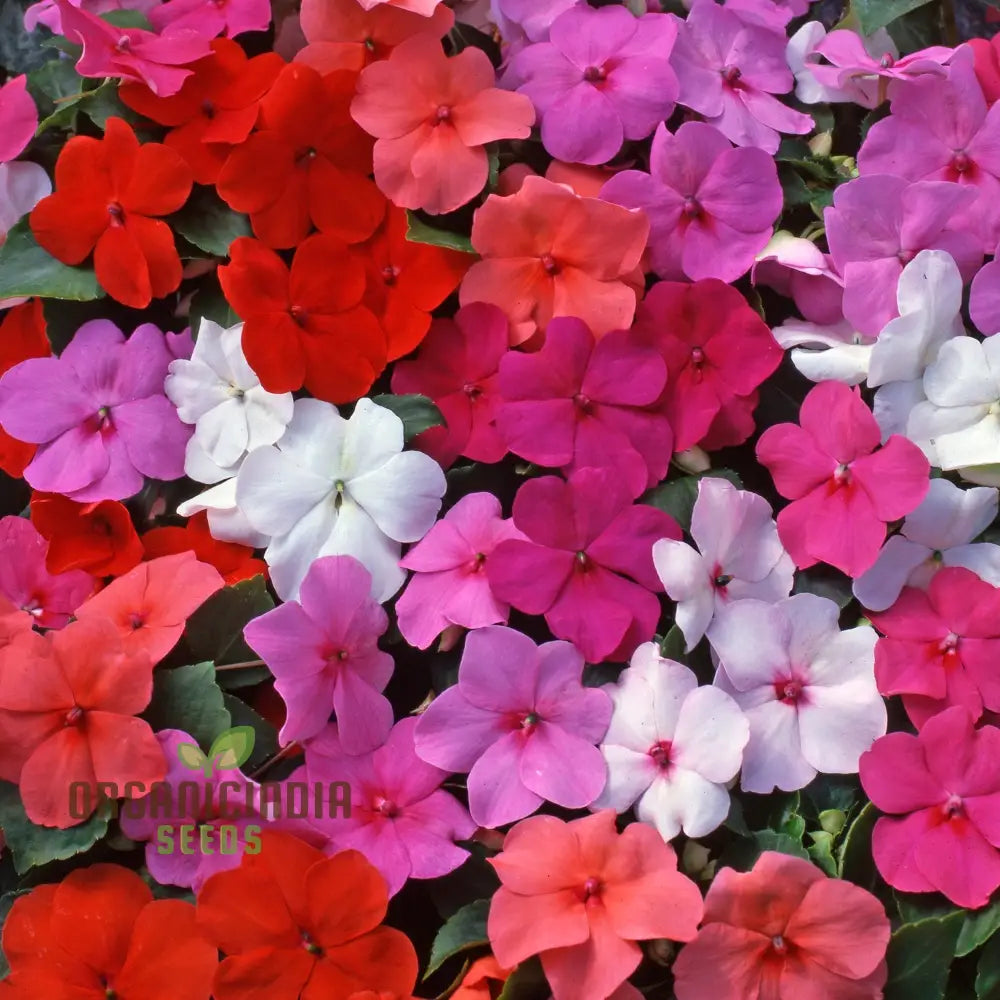 Lollipop Mix F1 impatiens seeds colorful shade flowers
