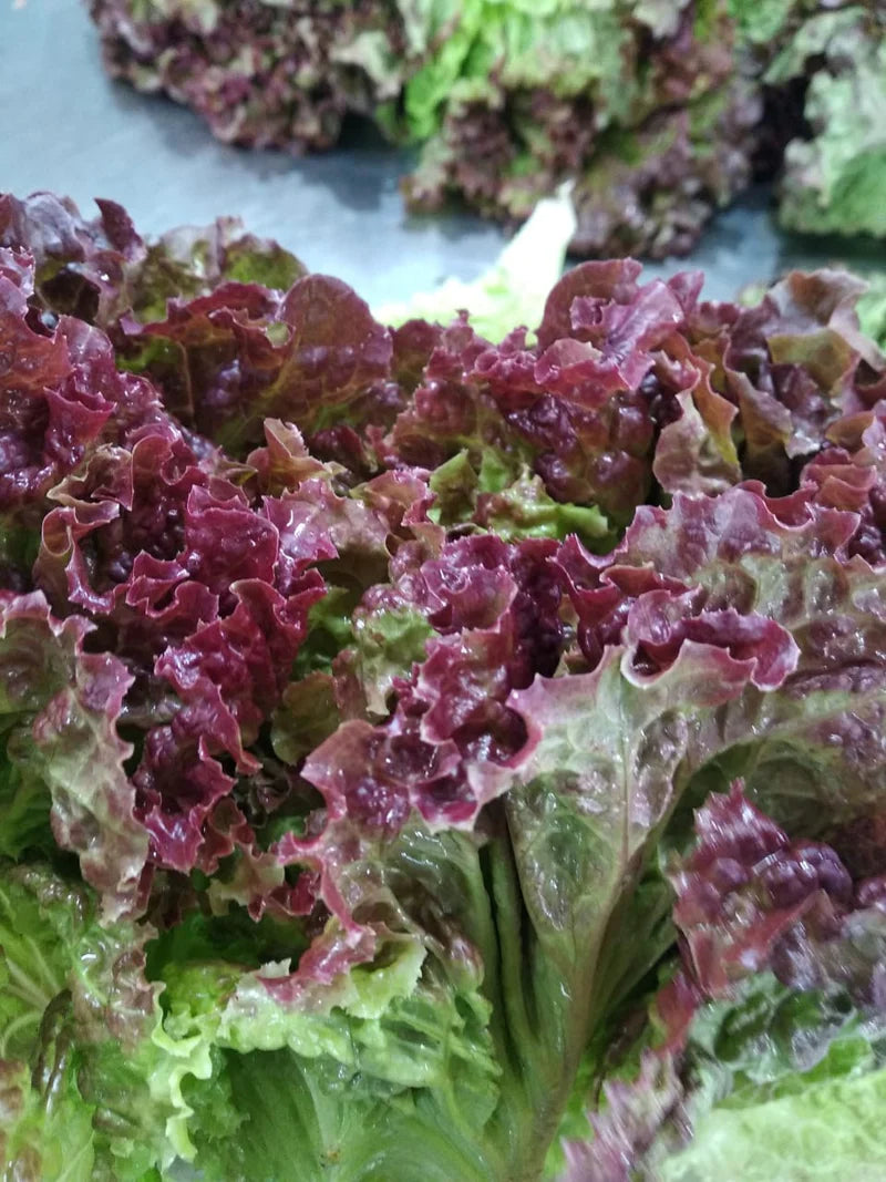 Mature Lollo Rosso Lettuce Plant with Frilly Red Leaves