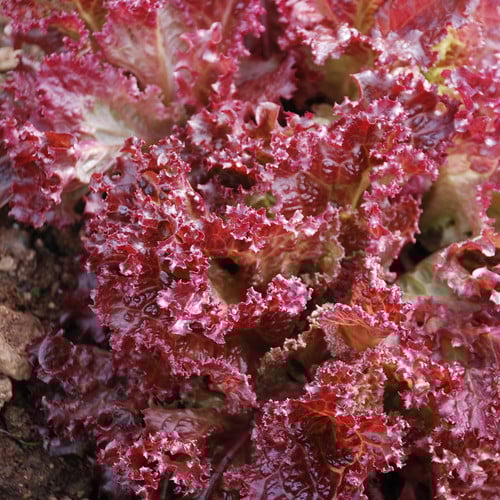 Lollo Rosso Lettuce Seedlings Growing in Garden Bed