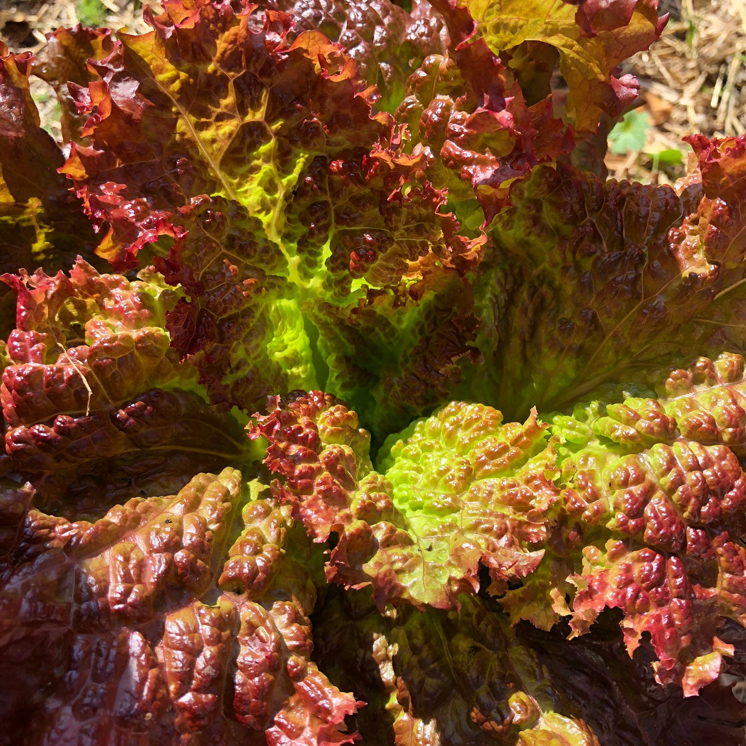 Lollo Rosso Lettuce Seeds Heirloom Variety for Gourmet Salad Planting
