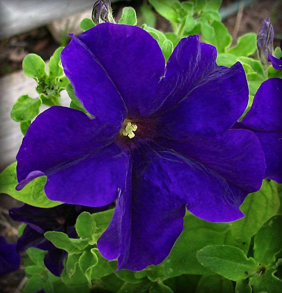 Long Blooming Violet Petunia Seeds for Bright Seasonal Gardens