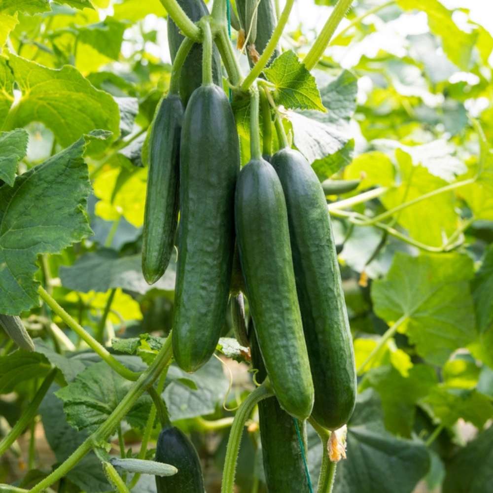 Long Green Improved Cucumber Seeds – Non-GMO Heirloom Variety for Planting