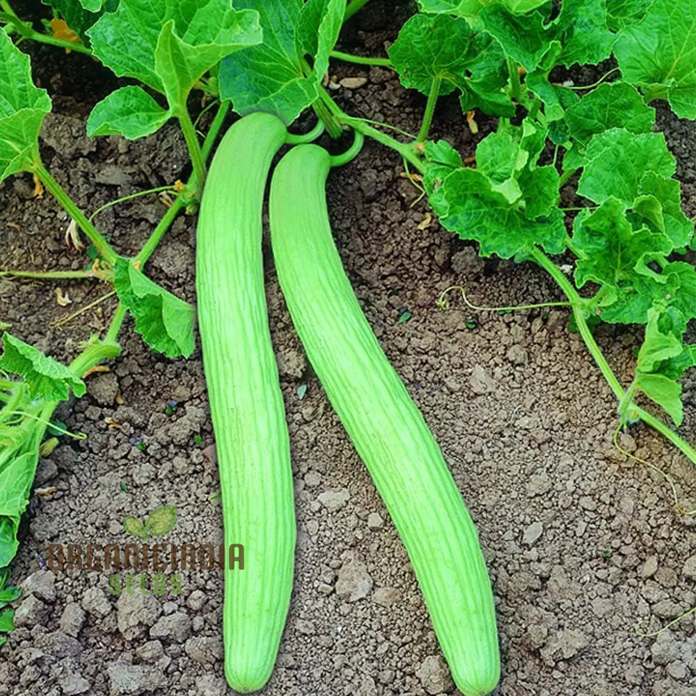 Long Melon (Tar) Seeds Packet, Premium Non-GMO Vegetable Seeds for Garden Planting