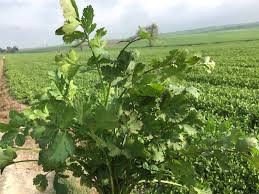 Long Standing Garden Seeds with Premium Non-GMO Quality