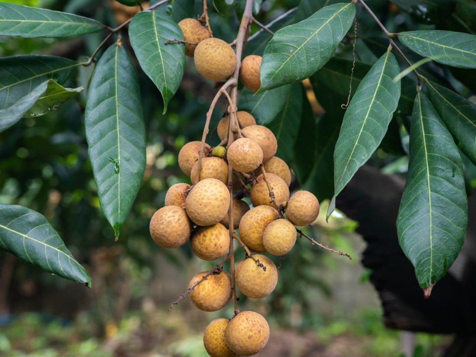 Dimocarpus longan tree with ripe Dragon Eye fruits