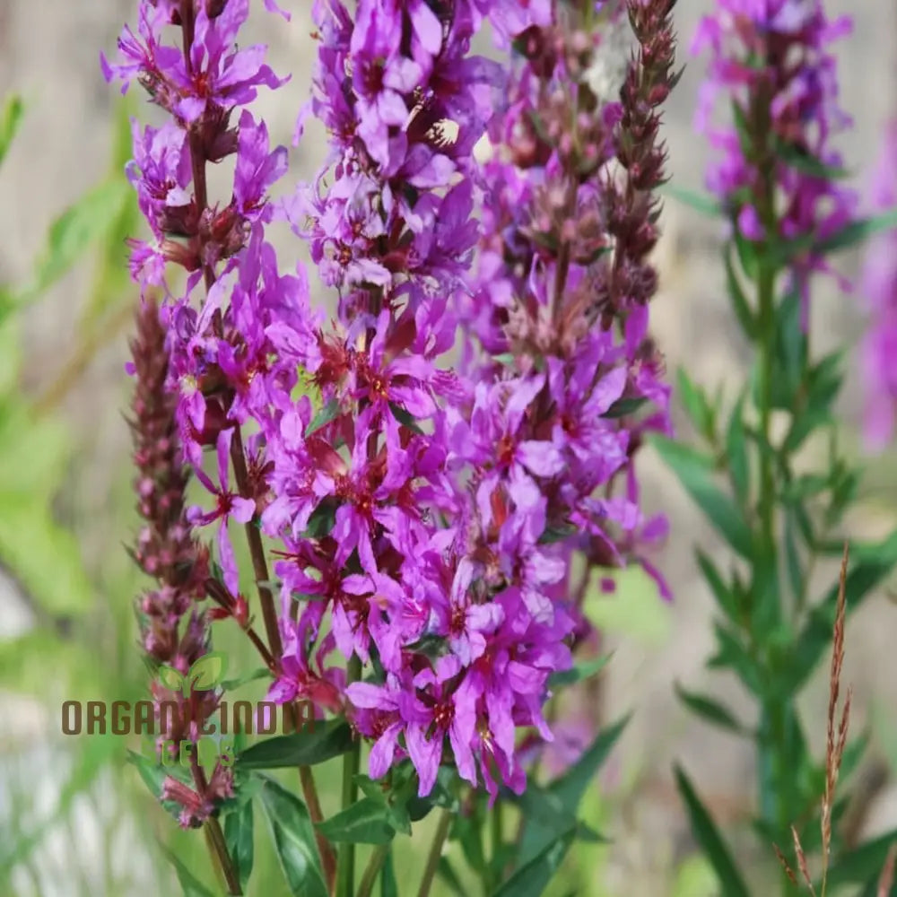 Loosestrife seeds ideal for wetland-style garden planting