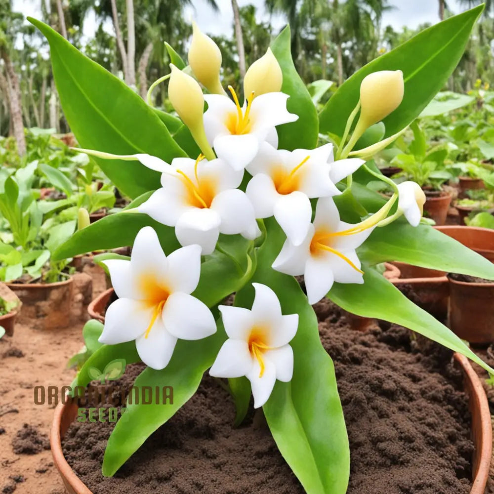 Loroco plant seeds growing into vining flower plant