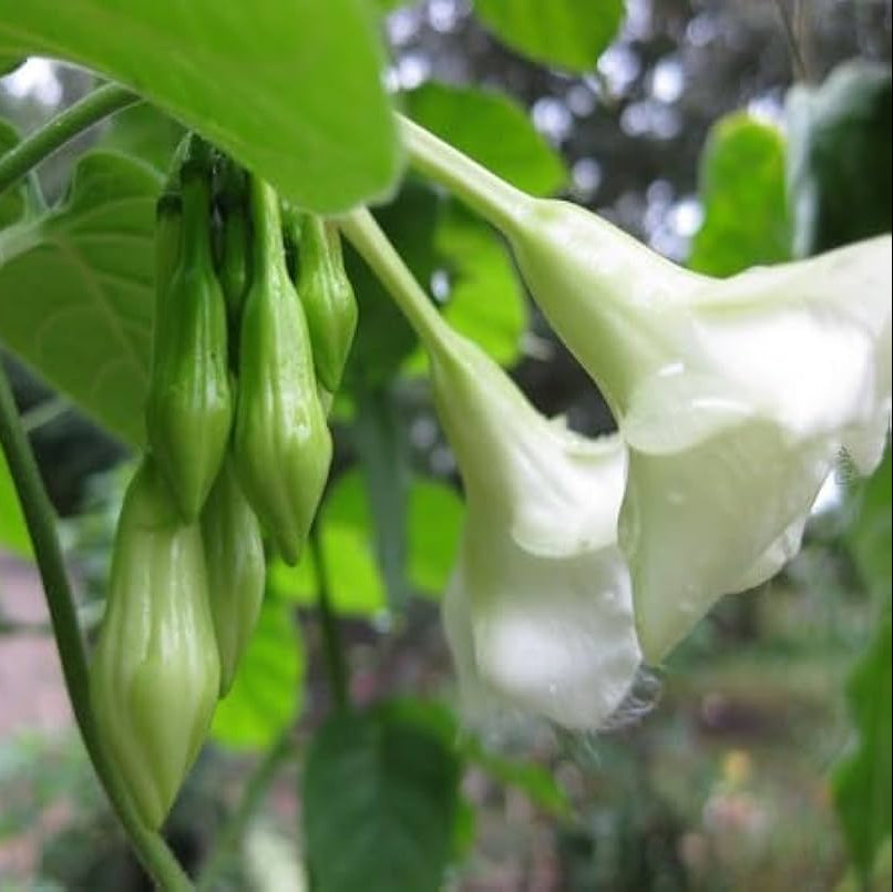 Loroco Plant Seeds for Planting â€“ 100 pcs - Flower seeds