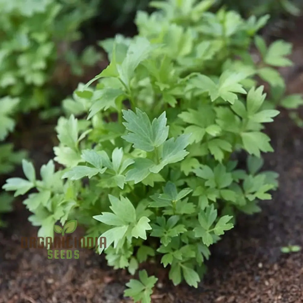 Mature Lovage Plant from Seeds – Tall Aromatic Herb for Gardens