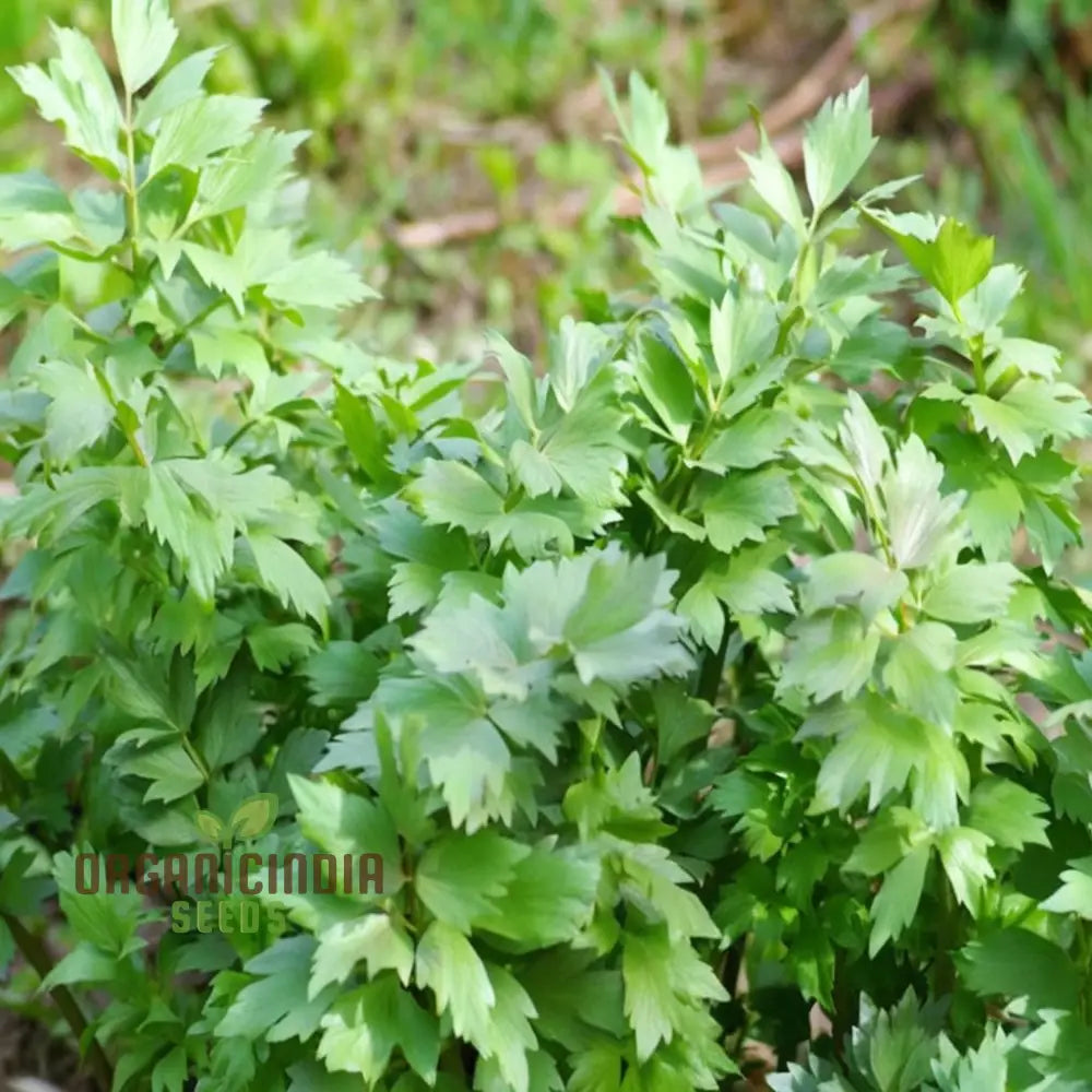 Lovage Seedlings Growing in Soil – Hardy Aromatic Herb