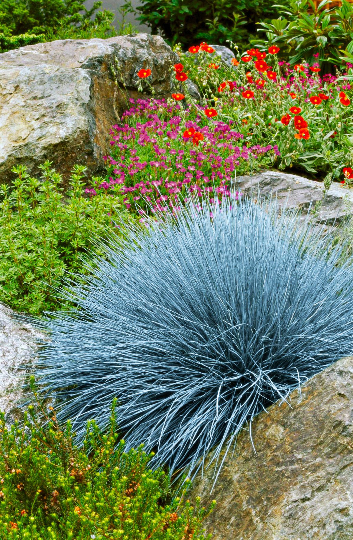 Low-Growing Groundcover with Silvery Blue Foliage