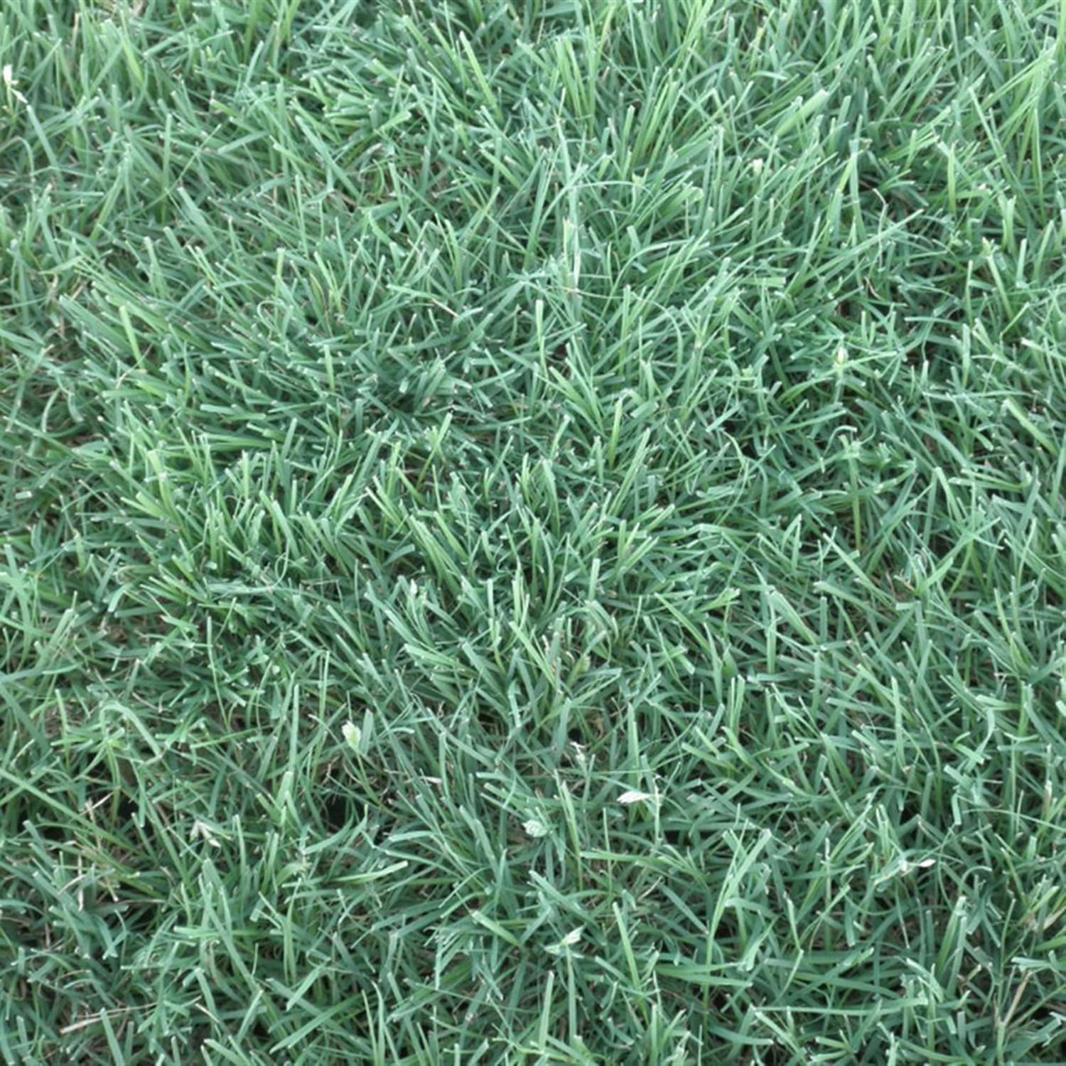 Low maintenance Buffalo Grass lawn for eco friendly gardening