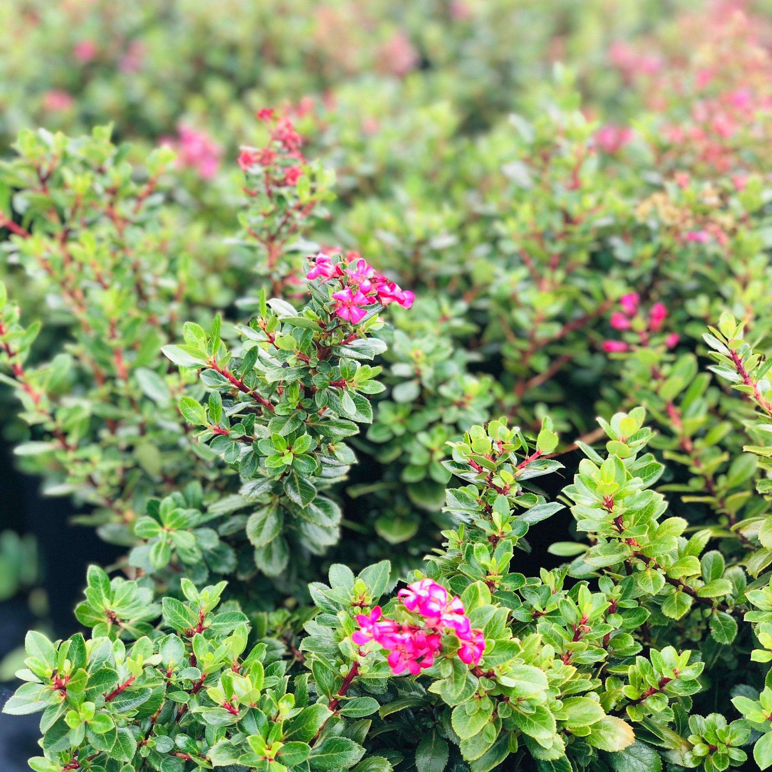 Low Maintenance Evergreen Shrub for Borders and Hedges