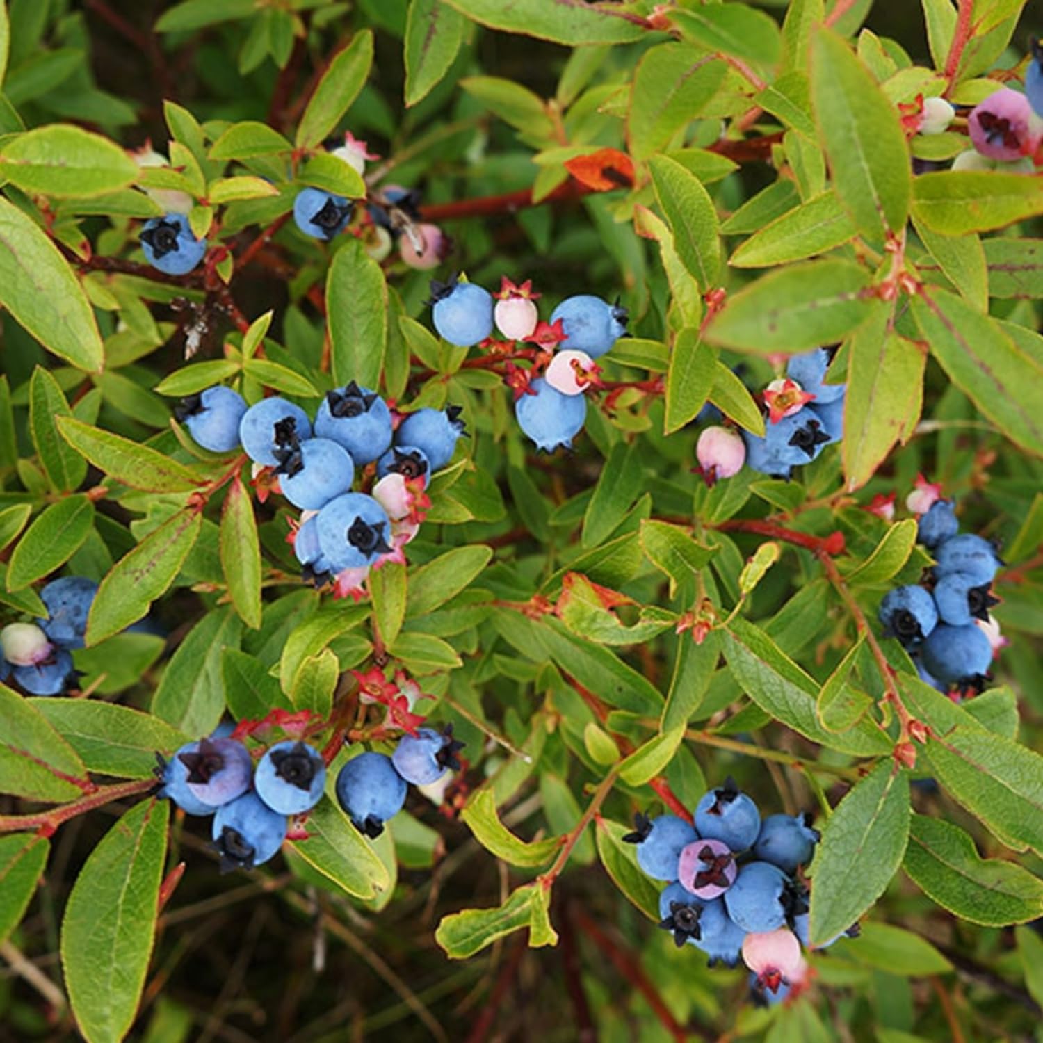 Lowbush Blueberry Shrub with Ripe Blue Berries – Grown from Non-GMO Seeds