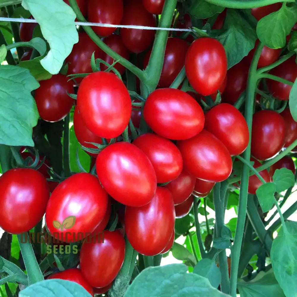 Mature LUCIEBELL Tomato Plant with Fruit from Seeds