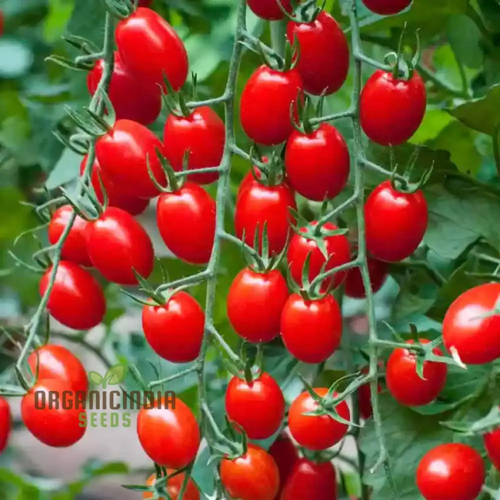 LUCIEBELL Tomato Seeds for Planting, Flavorful Home Garden Tomatoes