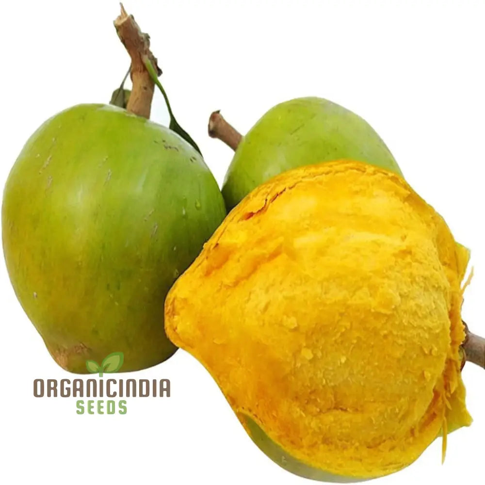 Non-GMO Lucuma Tree Seeds for Tropical Gardens