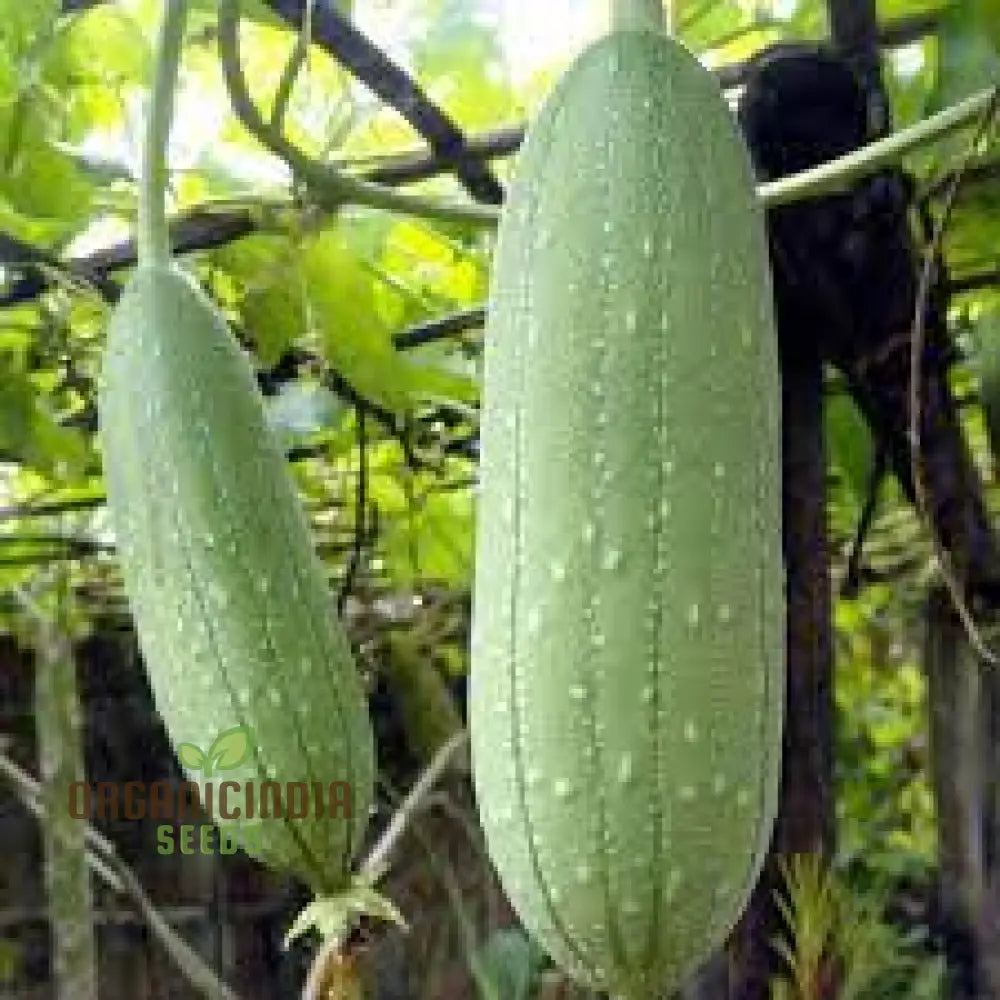 Mature Luffa Aegyptiaca Vine, Vigorous Climbing Growth