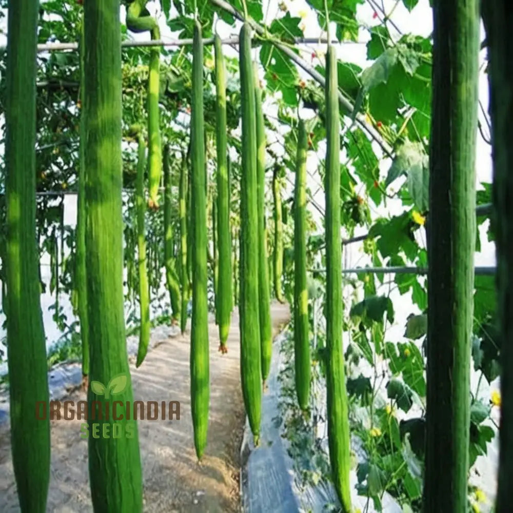 Mature Luffa Fruits on Vine from Organic Loofah Seeds