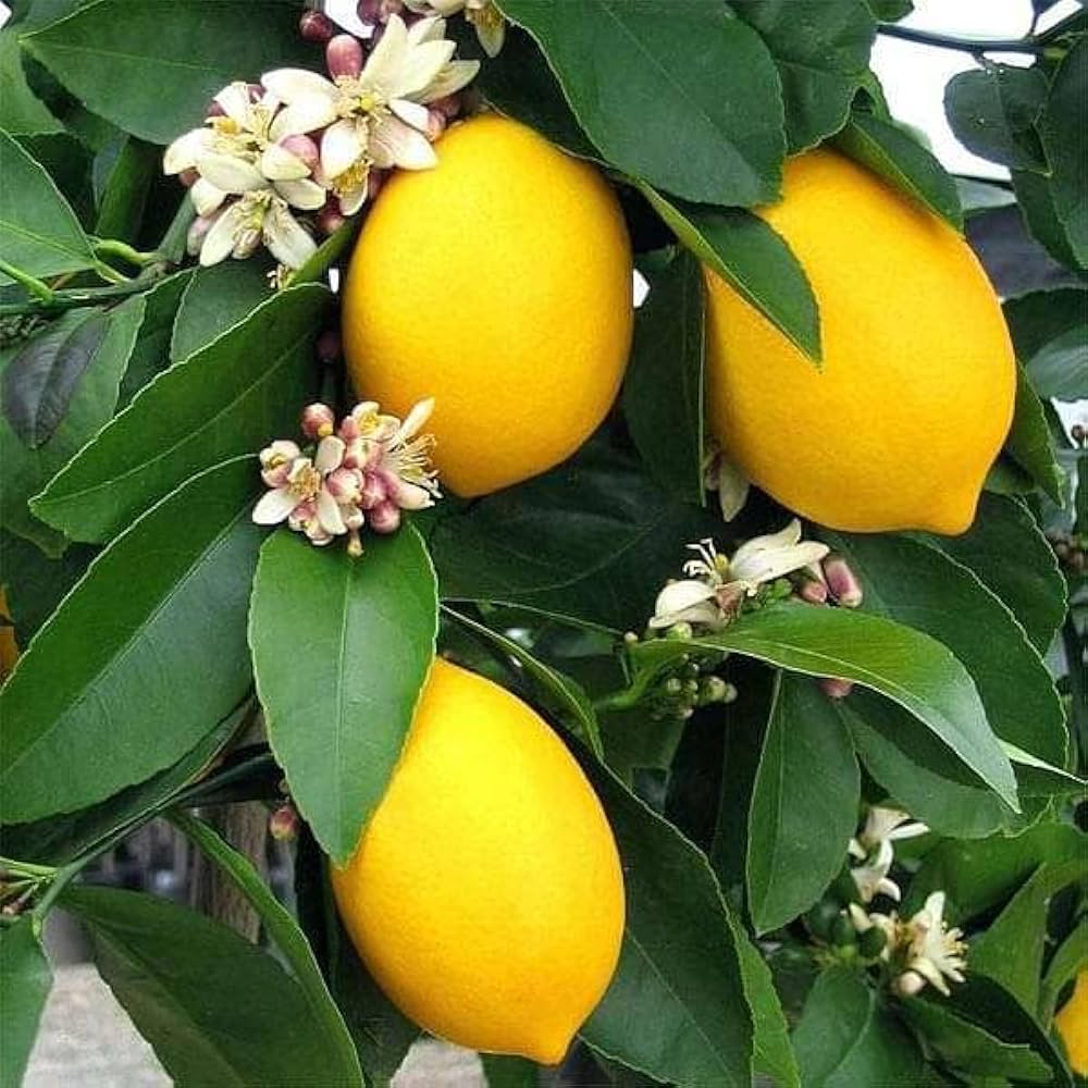 Lumia lemon seeds for planting in tropical garden