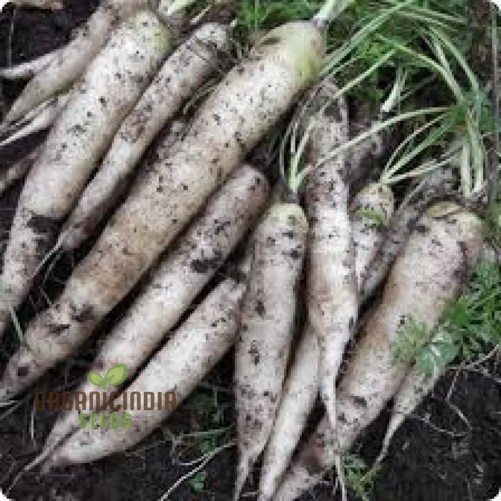 Lunar White Carrot For Planting: Celestial Garden Delights For Root Crop Enthusiasts And Gardeners