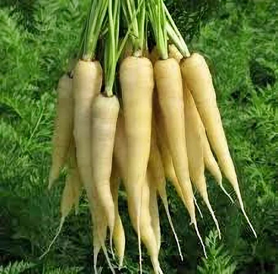 Mature Lunar White Carrot Plant Producing Crisp White Roots