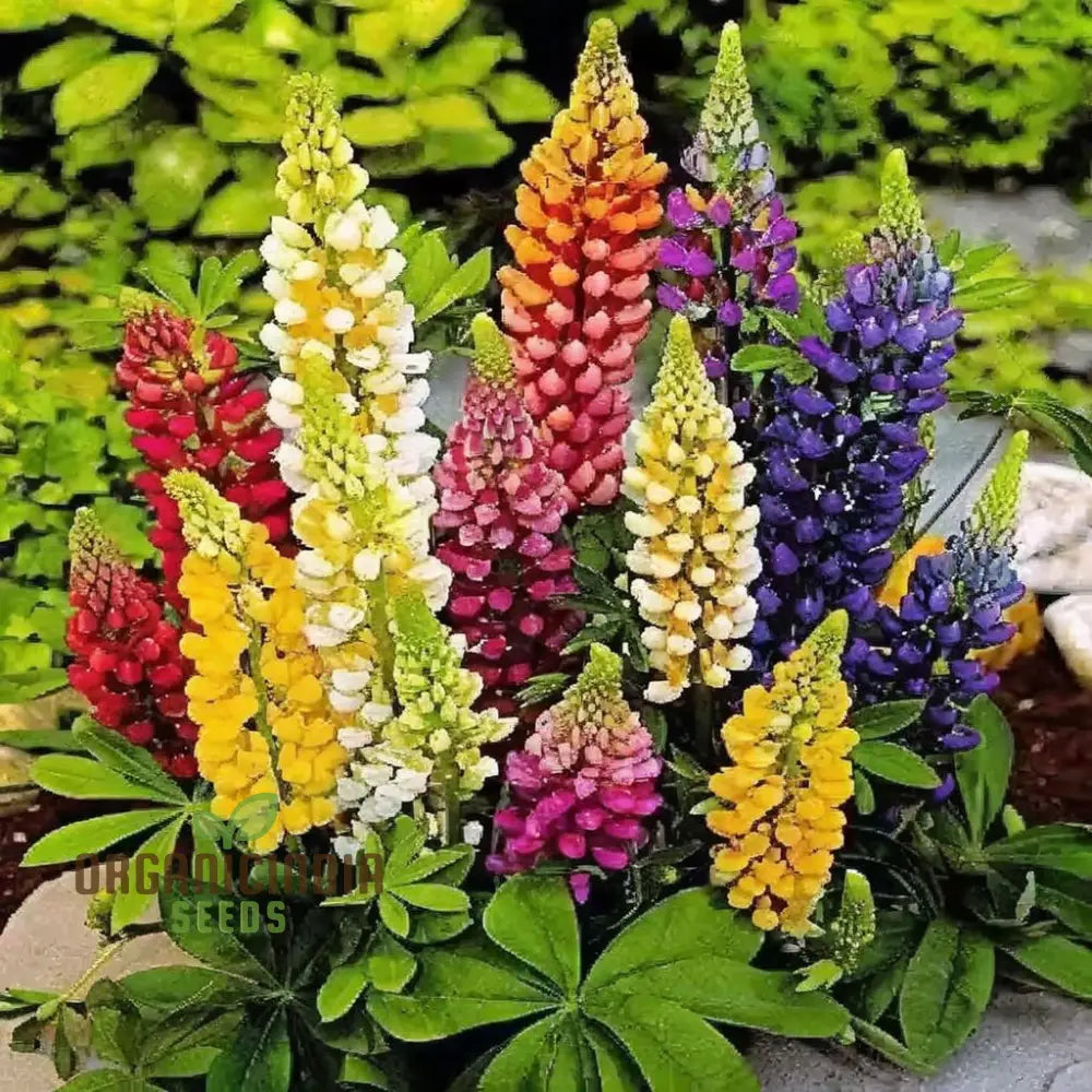 Lupin Flower Seeds For Planting - Ideal Gardening Enthusiasts Long-Lasting Blooms Your Garden
