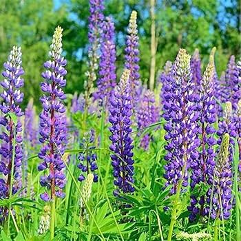 Lupin seeds for garden borders navy blue blooms