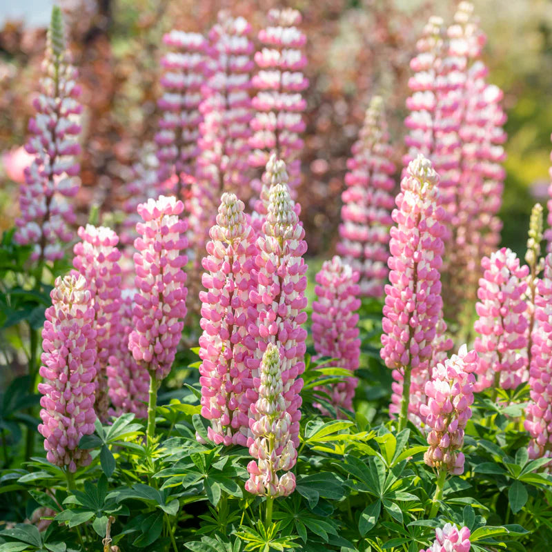Lupin Russell The Chatelaine seeds pink lupine flowers for gardens