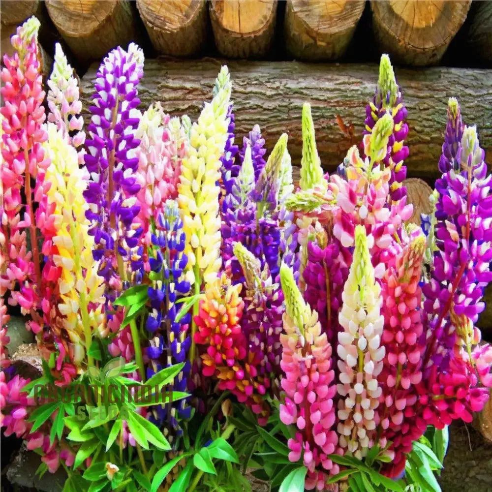 Tall Lupin spikes in a garden border