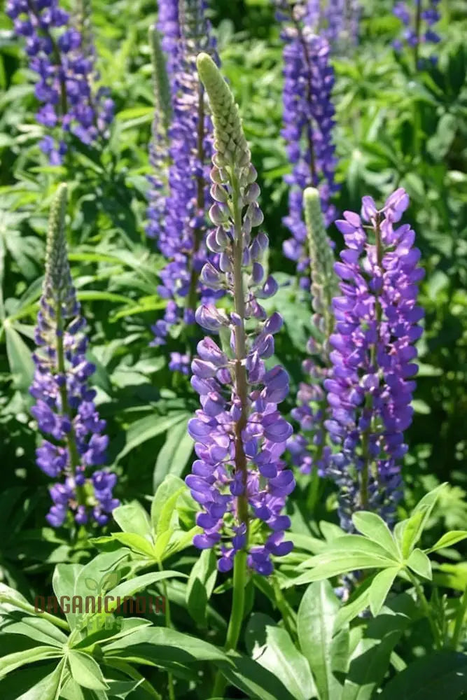 Lupini Beans Flowering in Garden Pot