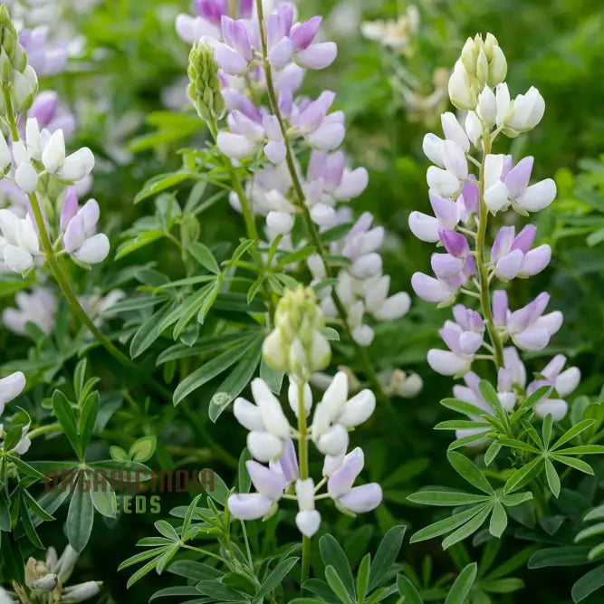 Lupinus Arboreus Snow Queen seeds for planting white lupine flowers