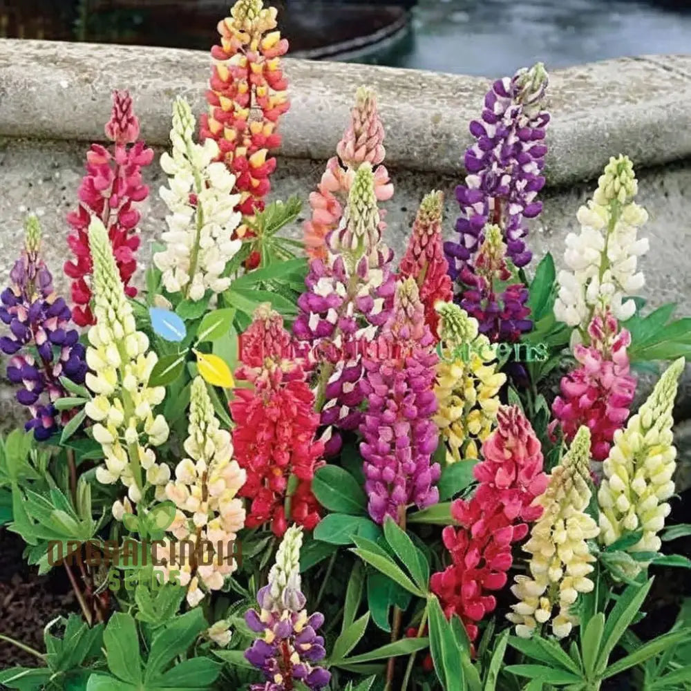 Mixed-color Lupin blooms in garden