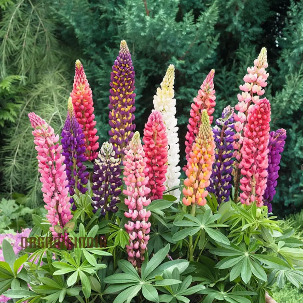 Lupinus Nootkatensis flower seeds for planting