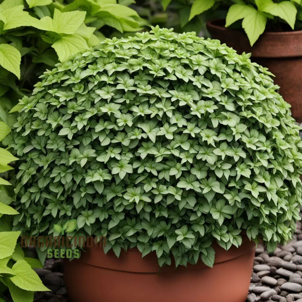 Lush green Pachysandra foliage forming ground cover