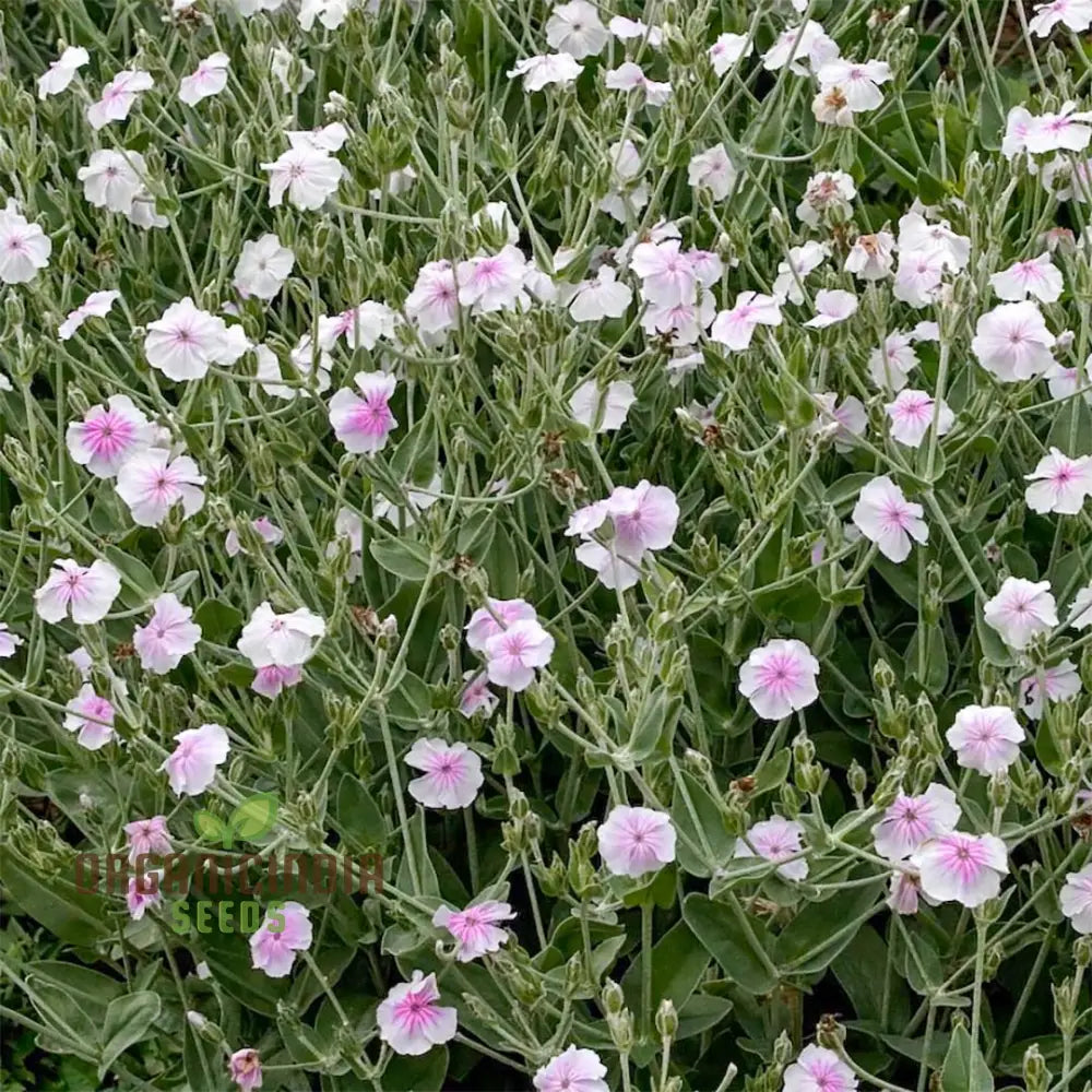 Lychnis Angel's Blush plant growth in garden