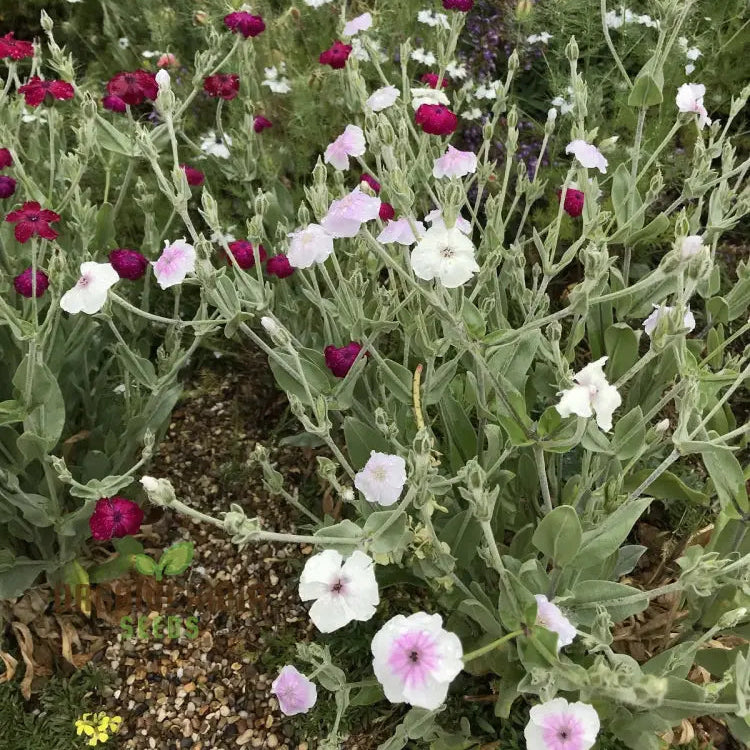 Lychnis Coronaria Angel's Blush seedlings growing outdoors