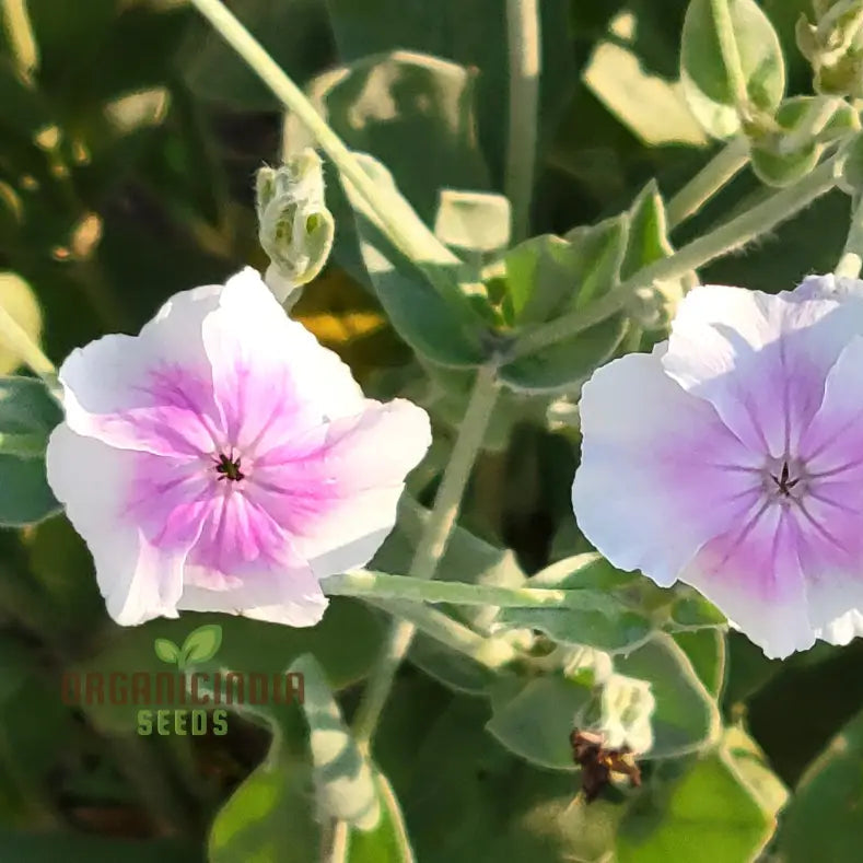 Lychnis Coronaria Angel's Blush seeds for planting