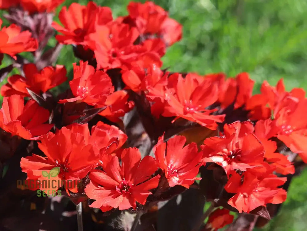 Lychnis X Haageana â€™Molten Lavaâ€™ Flower Seeds Vibrant Garden Blooms Premium For Gardening Seeds
