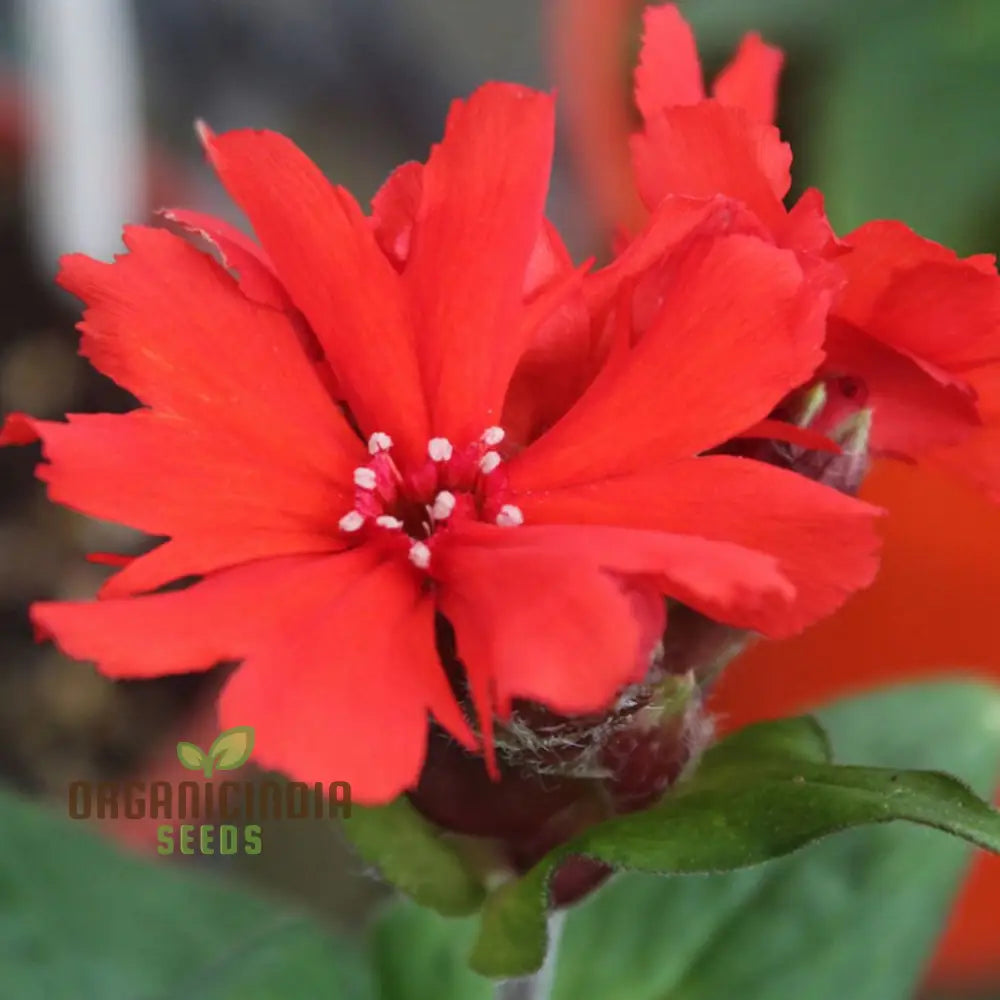 Lychnis X Haageana â€™Molten Lavaâ€™ Flower Seeds Vibrant Garden Blooms Premium For Gardening Seeds