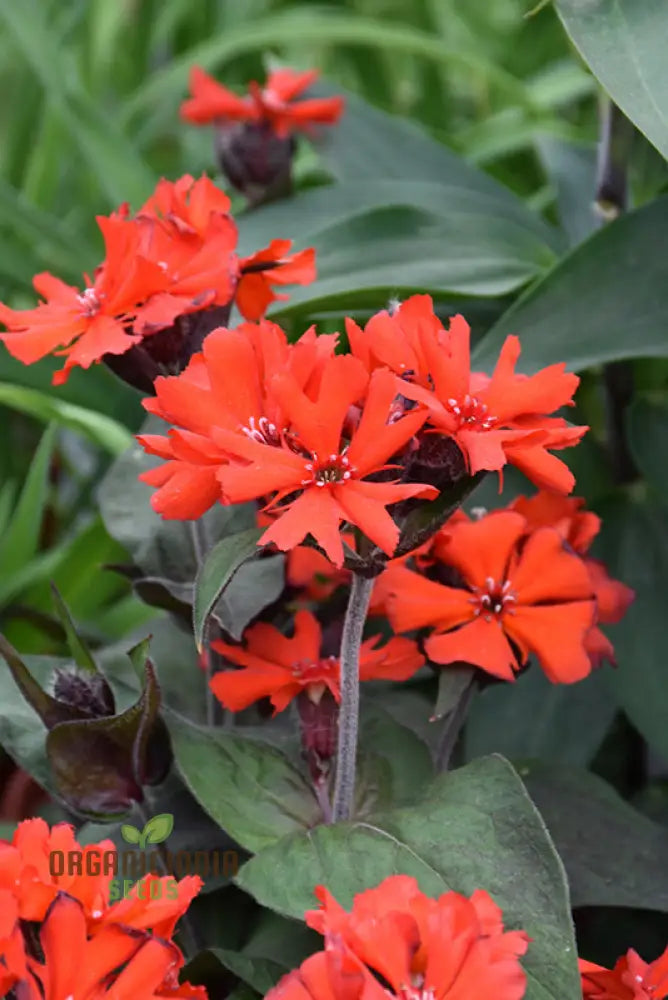 Lychnis X Haageana â€™Molten Lavaâ€™ Flower Seeds Vibrant Garden Blooms Premium For Gardening Seeds