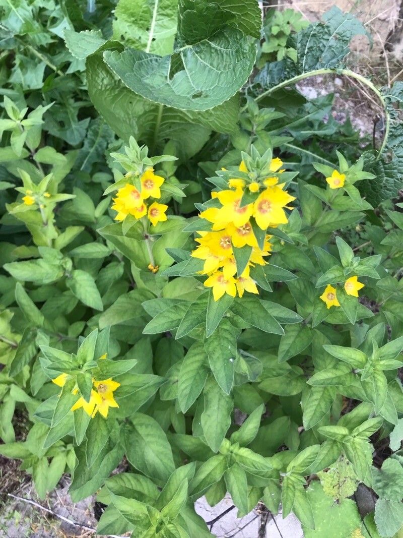 Lysimachia punctata yellow blooms