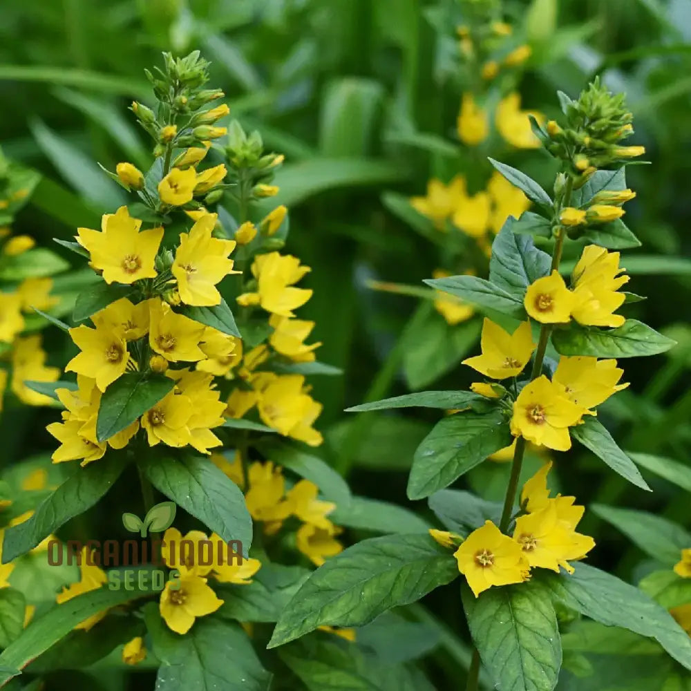Lysimachia punctata seeds for planting