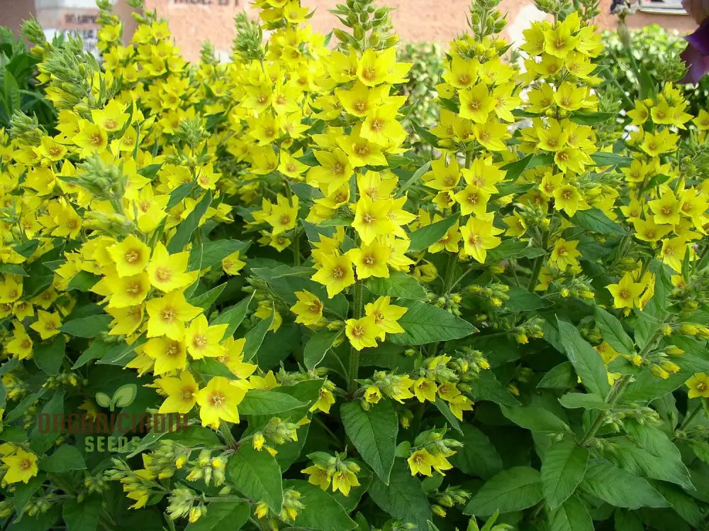 Lysimachia seeds for garden planting