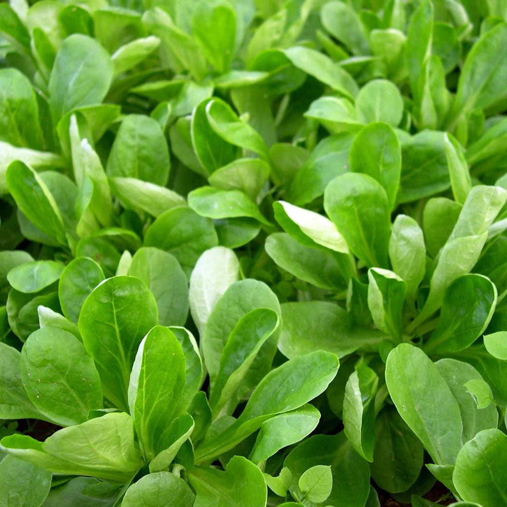 Mâche Lettuce Seeds for Planting – Corn Salad Tender Greens