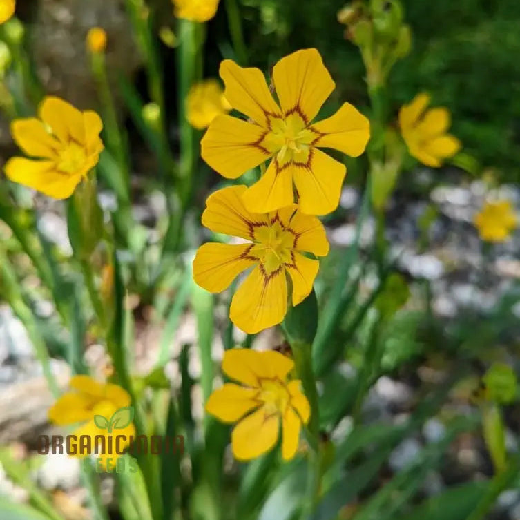Macrocarpum seeds sprouting into healthy seedlings