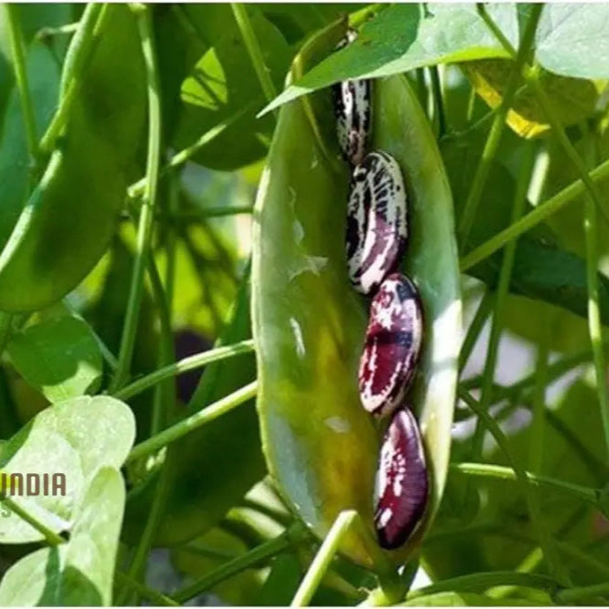 Madagascar Bean Seedling from Climbing Bean Seeds, Home Garden Beans